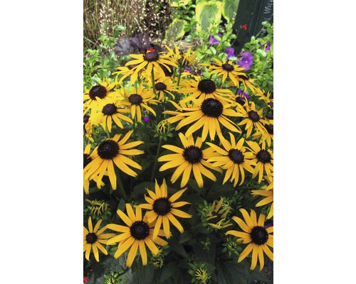 Gelbe Rudbeckia Blumen im Gartenbeet