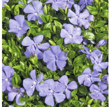 Immergrün mit blauen Blüten und grünen Blättern