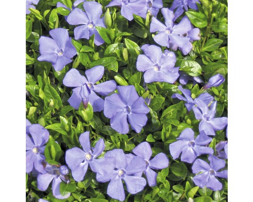 Immergrün mit blauen Blüten und grünen Blättern