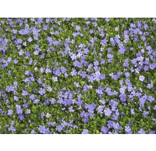 Immergrün mit blauen Blüten als Bodendecker