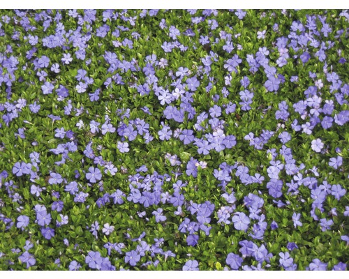 Immergrün mit blauen Blüten als Bodendecker