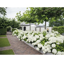 Ballhortensie 'Strong Annabelle' FloraSelf Hydrangea | HORNBACH AT