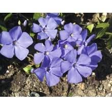 Immergrün mit blauen Blüten im Gartenbeet