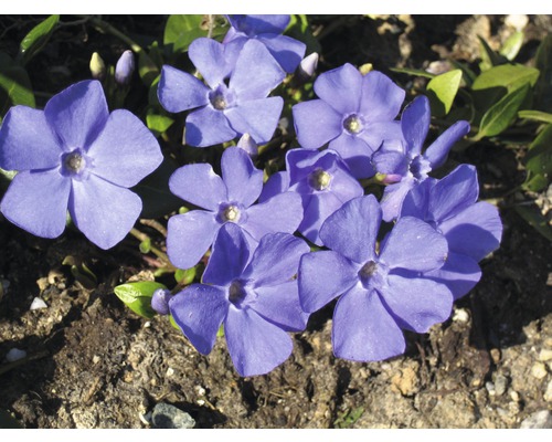 Immergrün mit blauen Blüten im Gartenbeet