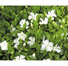 Immergrün mit weißen Blüten und grünen Blättern als Bodendecker