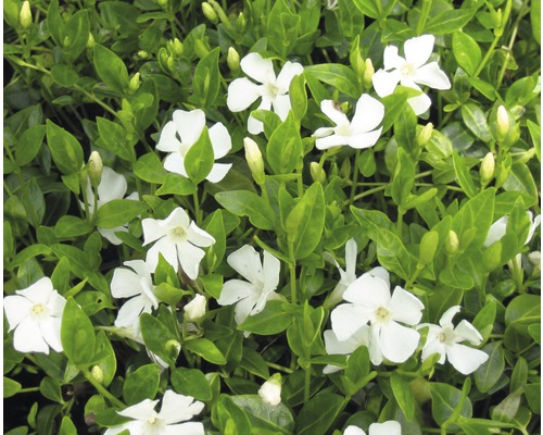 Immergrün mit weißen Blüten und grünen Blättern als Bodendecker