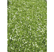 Teppichmispel mit weißen Blüten