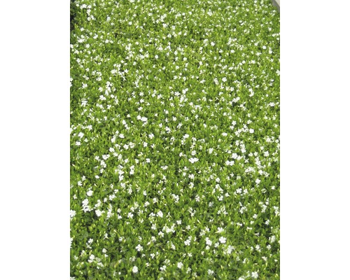 Teppichmispel mit weißen Blüten