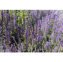 Hainsalbei, Ziersalbei FloraSelf Salvia nemorosa 'Cardonna' H 5-20 cm Co 0,5 L