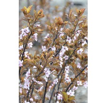 Blühender Zierstrauch im Garten