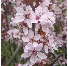 Nahaufnahme von Zierkirschblüten