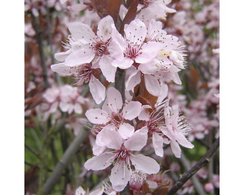 Nahaufnahme von Zierkirschblüten