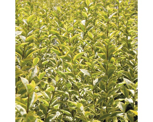 Im Bild ist eine Hecke aus Liguster zu sehen.