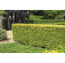 Gepflegte grüne Hecke in einem Garten.
