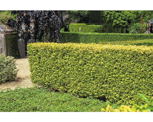 Gepflegte grüne Hecke in einem Garten.