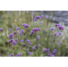 Eisenkraut FloraSelf Verbena bonariensis H 5-80 cm Co 0,5 L