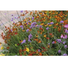 Eisenkraut FloraSelf Verbena bonariensis H 5-80 cm Co 0,5 L
