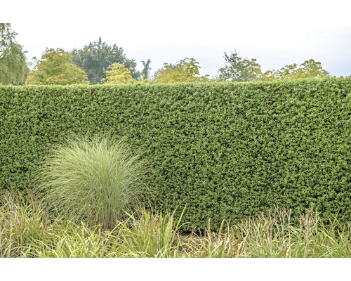 Dichte grüne Hecke im Garten