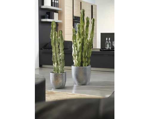 Zwei Euphorbia-Kakteen in silberfarbenen Töpfen in einem Wohnraum