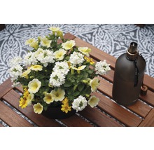 Arrangement aus Verbenen, Zauberglöckchen und Studentenblumen auf einem Holztisch neben einer Öllampe.