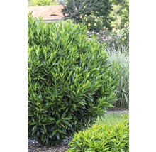 Kirschlorbeer FloraSelf Prunus laurocerasus 'Renault Ace' H 80-100 cm Co 18 L