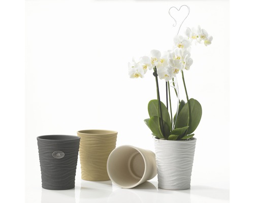 Verschiedenfarbige Übertöpfe und eine Topfpflanze mit weißen Blüten