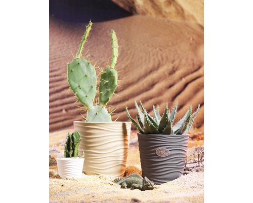 Verschiedene Kakteen in dekorativen Töpfen
