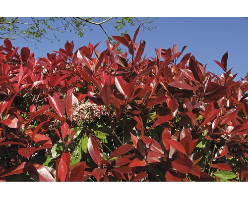 Im Bild ist eine Glanzmispel Hecke mit roten Blättern zu sehen.