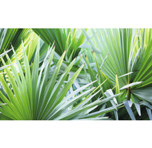 Nahaufnahme von Fächerpalmenblättern