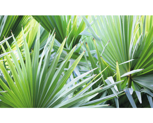 Nahaufnahme von Fächerpalmenblättern