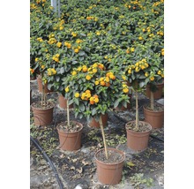 Viele Wandelröschen-Hochstämme in Töpfen in einem Gewächshaus.