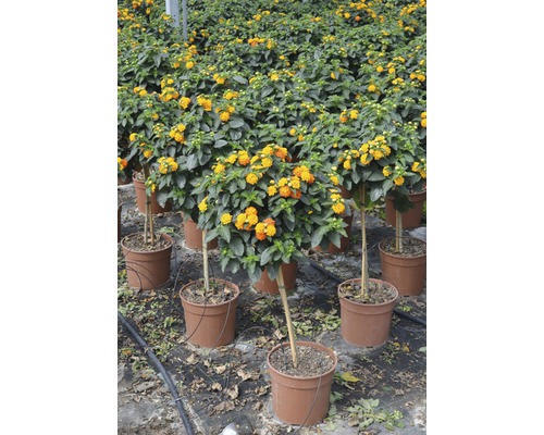 Viele Wandelröschen-Hochstämme in Töpfen in einem Gewächshaus.