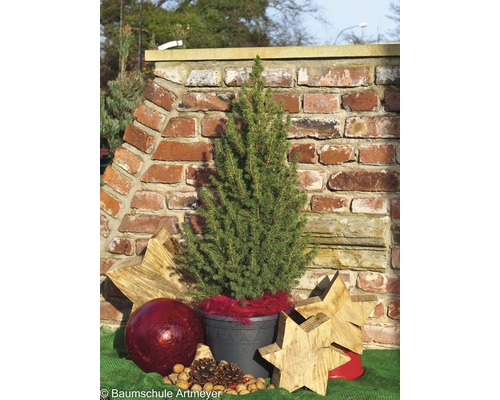 Konische Fichte im Topf mit Weihnachtsdekoration vor einer Ziegelmauer