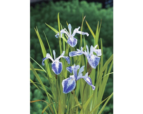 Wasserschwertlilie FloraSelf Iris laevigata 'Mottled Beauty' H 10-50 cm Ø 9 cm Topf Blütenstand der Sumpf-Schwertlilie mit Blättern