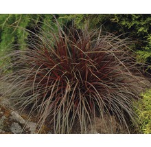 Ziergras mit roten Blättern im Garten