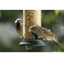 Zwei Spatzen an einem Vogelhaus mit Futter