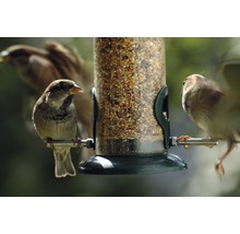Sperlinge an einem mit Vogelfutter gefüllten Futterspender