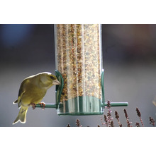 Grünfink an einem Vogelhaus mit Vogelfutter