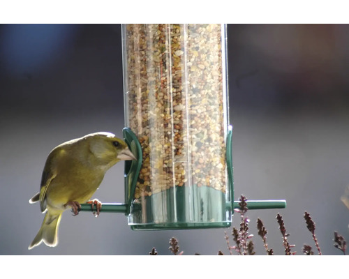 Grünfink an einem Vogelhaus mit Vogelfutter
