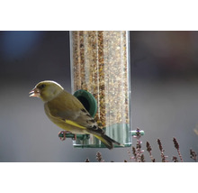 Grünfink an einem Vogelfutterspender mit Futtermischung