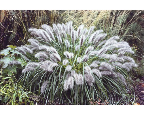 Dekoratives Ziergras im Garten