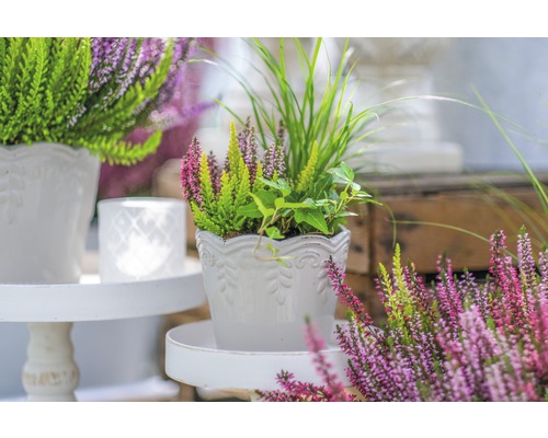 Arrangement aus Heidekraut und Ziergräsern in einem weißen Pflanztopf