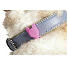 Hund mit Halsband und Zeckenentferner