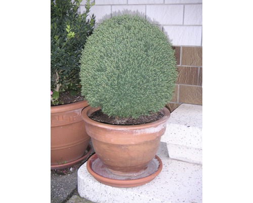 Kugelzypresse im Terrakottatopf