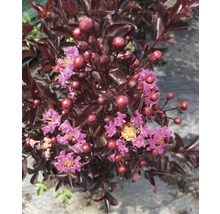 Kreppmyrte mit dunklem Laub und Blüten