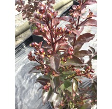 Blütenstand einer Lagerstroemia indica Pflanze im Topf