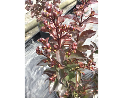 Blütenstand einer Lagerstroemia indica Pflanze im Topf