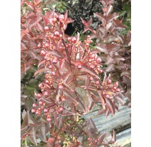 Detailaufnahme einer Zierpflanze mit Blättern und Beeren