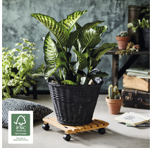Dieffenbachie im Korb auf Pflanzenroller mit FSC Siegel