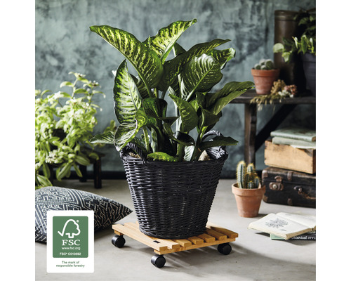 Dieffenbachie im Korb auf Pflanzenroller mit FSC Siegel
